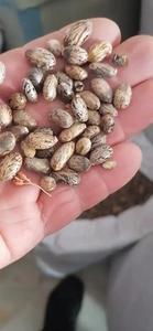 Semillas de Ricino de Origen Estadounidense, 24 Meses de Vida Útil - Product Image 5