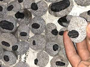 Escultura de Piedra Fósil de Calamina Tribolita Tallada - Product Image 6