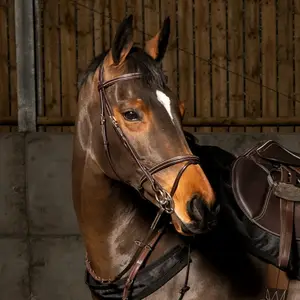 คุณภาพสูงหนังม้า Dressage กรงฤดูกาล Super Deluxe แฟลชกรงสุนทรารักษาขายส่งมืออาชีพH Alter Hอสเมีย - Product Image 1