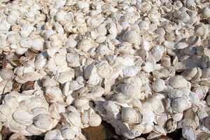 ยางธรรมชาติคุณภาพสูงชนิดก้อน ดีอาร์ซี 65%-75% - Product Image 2