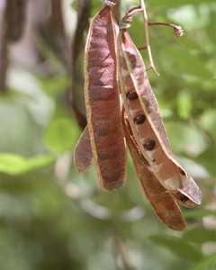 FRUITS SÉCHÉS LOCUSTE NOIR VENTE EN GROS PRIX COMPÉTITIF & LIVRAISON RAPIDE - Product Image 6