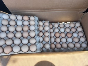 ไข่308สำหรับฟักไข่มีจำหน่ายแล้วในขณะนี้จัดส่งรวดเร็วและรับประกันคุณภาพระดับพรีเมียมข้อเสนอขายส่ง - Product Image 2