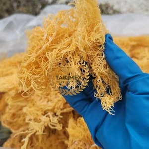 Wildcrafted Rock Irish <b>Sea</b> <b>Moss</b> - 1lb Bag- 100% Pure All Natural <b>Golden</b> <b>Sea</b> <b>Moss</b> Premium Quality Cheap Price From Vietnam - Product Image 1