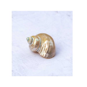 Adorno de concha Turbo artesanal estilo costero - Product Image 2