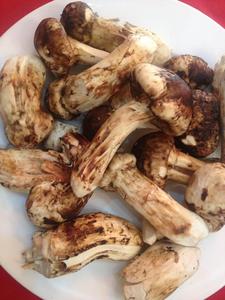 Agaricus Blazei Murill เห็ดหัวเห็ด,ที่ปลูกแบบออร์แกนิคแห้ง - Product Image 5