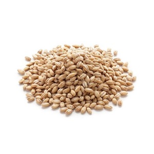 Semences d'orge maltée en vrac biologique séchées et décortiquées prêtes à l'exportation comme aliment pour animaux de ferme - Product Image 5