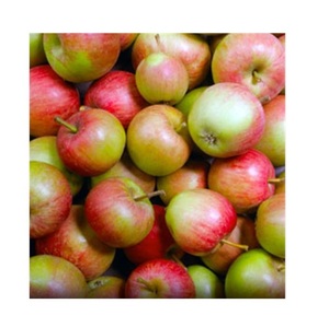 Manzanas de vino frescas de granja a precio barato-Alimentos frescos a granel a la venta a granel con entrega rápida - Product Image 4