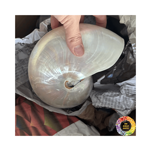 Nautilus de concha marina natural para crear obras de arte temáticas de playa y regalos de bricolaje - Product Image 4