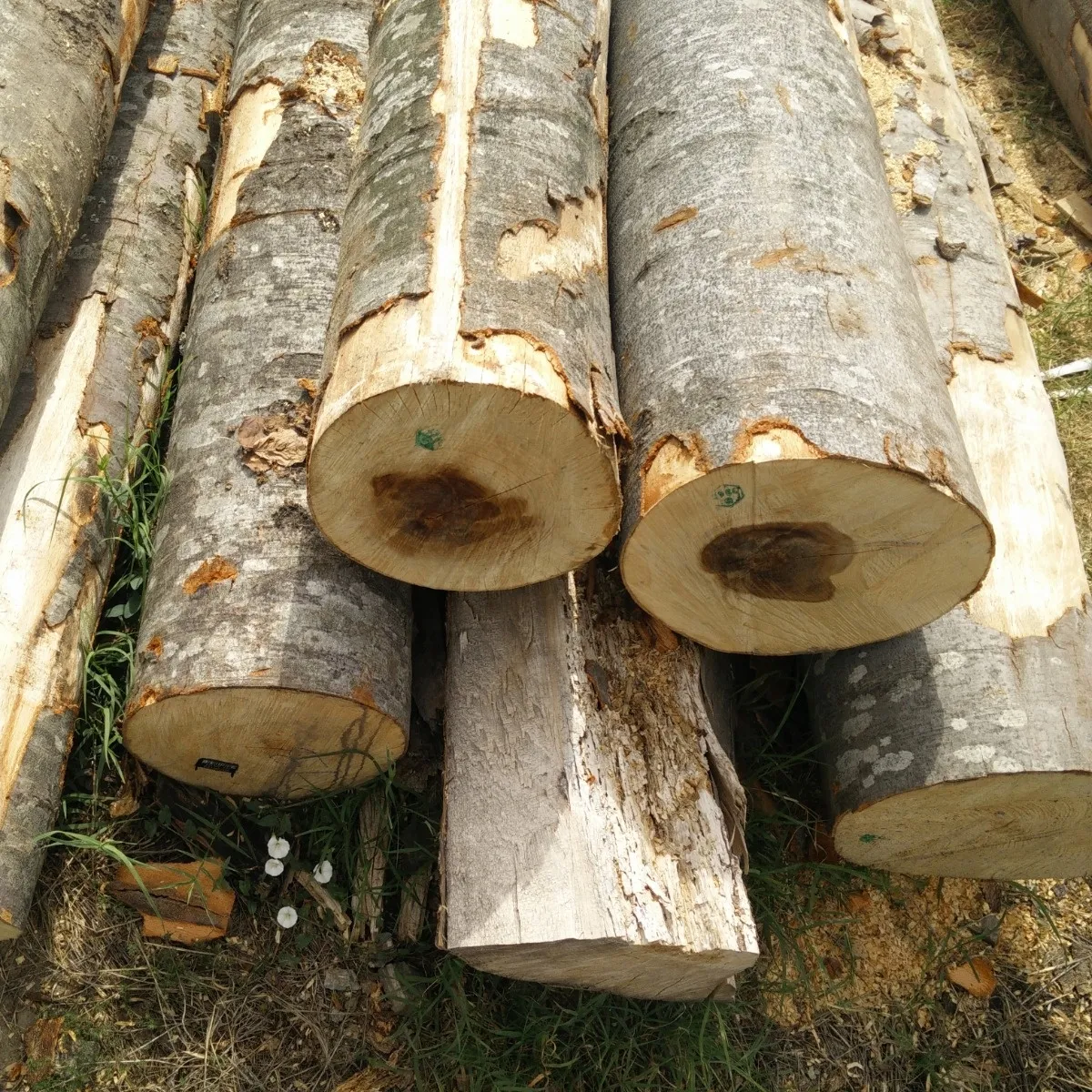Troncos de madera de pino al por mayor precio de bosque natural