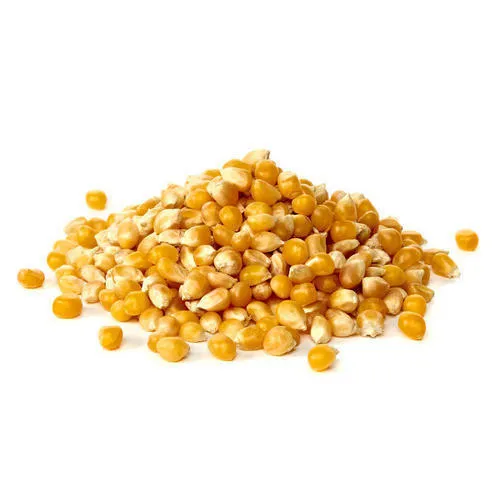 Maíz amarillo seco Precio de maíz Maíz amarillo para consumo humano