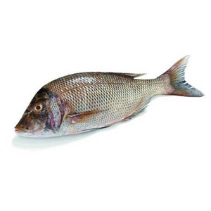 ปลาทิลาเปียแช่แข็ง ขายส่ง ส่งออกทั่วโลก - Product Image 5