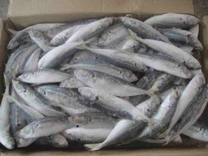 Completive Price BQF Frozen Sardine Whole Round <b>Fish</b> Packed in 10kg & 20kg Cartons - Product Image 3