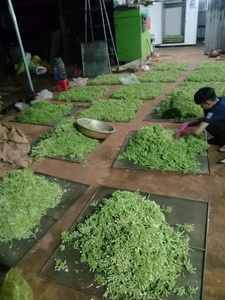 ดอกมะละกอสำหรับผู้ชายสีเขียวสดสีเหลืองสำหรับสมุนไพรสินค้าเกษตรโทรศัพท์ + 84 767 132 550 - Product Image 2