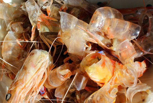 PREMIUM SHRIMP SHELL <b>POWDER</b> NATURAL SEAFOOD BYPRODUCT <b>BULK</b> WHOLESALE EXPORT SUPPLY HOT DEAL TOP SALES BEST OFFER PROMOTION - Product Image 5