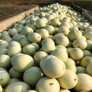 High Quality <b>Fresh</b> Honeydew <b>Melons</b> - Class I Export Grade - Sweet Green Flesh - High Brix 12%+ Honey <b>Melons</b> Wholesale - Product Image 5