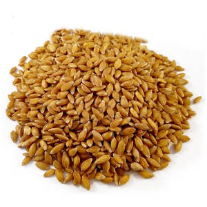 Granos de Trigo Integral Orgánico de la Mejor Calidad en Cantidades a Granel / Trigo de Primera Calidad 100% Puro - Product Image 2