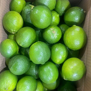 Limones verdes cosechados Fruta cítrica fresca construida para exportación Entrega directa - Product Image 1