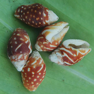 เปลือกหอยขนาดเล็กสำหรับอุปกรณ์เสริมเปลือกหอยธรรมชาติเครื่องประดับชนิดของเปลือกหอยเทคนิคโมเสคแรงจูงใจ - Product Image 2