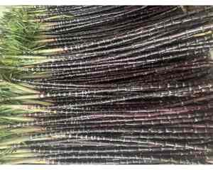 Iqf อ้อยแช่แข็งพร้อมสำหรับการผลิตเครื่องดื่ม - Product Image 1