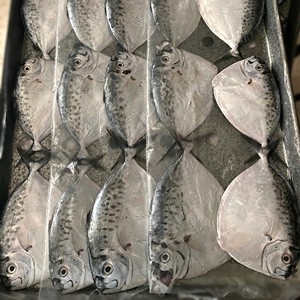 Pescado Lunar Congelado IQF de Vietnam, Entero y Redondo, 24 Meses de Vida Útil, Envasado al Vacío, Almacenamiento a -18°C, Exportación - Product Image 6