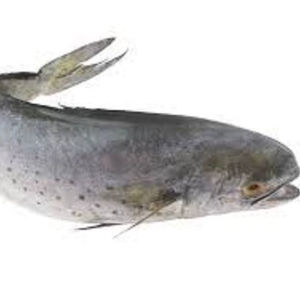 Alta calidad 2-4 kg IQF congelado redondo Mahi buen precio suministro a granel para peces - Product Image 1