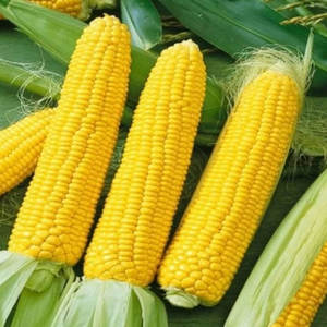 Maíz amarillo canadiense de grado superior, granos de maíz dulce frescos y secos a granel, bolsas de 50kg, alimentación animal orgánica sin OGM, altamente nutritiva - Product Image 3