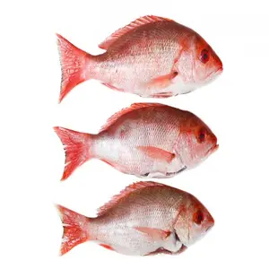 Melhor preço atacado fresco congelado vermelho snapper emperor peixe