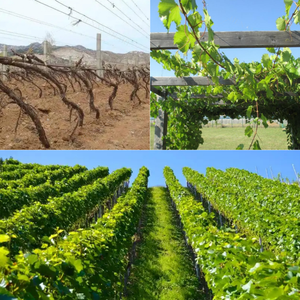 Sécateur pour arbres, cisailles <span class=keywords><strong>de</strong></span> taille pour arbres hauts, taille-haies, machines agricoles - Product Image 4