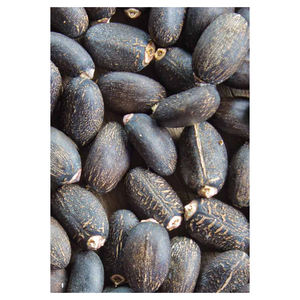 Semillas de Jatropha Premium 100% Suministro de fábrica natural seco para uso alimentario Productos agrícolas - Product Image 1
