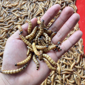 Aliments naturels et sains pour petits animaux et oiseaux de ferme : vers de farine séchés et larves de BSF - Product Image 1