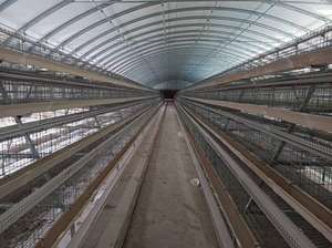 Jaulas de pollo con batería de capa automática para aves de corral agrícolas de África Caja de pollo con batería automática de 3 capas - Product Image 4