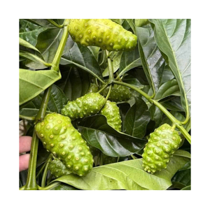 เวียดนามส่งออกผงโนนิผู้จำหน่ายขายส่งที่เชื่อถือได้พร้อมราคาที่แข่งขันได้ - Product Image 1