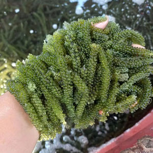 Raisins d'algues marines du Vietnam Raisins de mer frais de qualité d'exportation du fournisseur vietnamien Usine OEM en vrac en gros disponible maintenant - Product Image 1