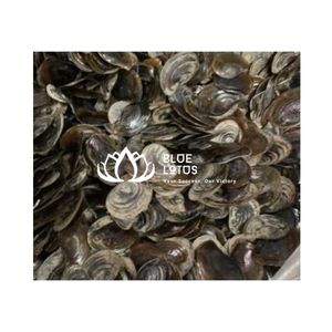Coquille de Lotus Bleu Thanh Hoa, Opécule de Murex, Meilleure Coquille, Matériau de Qualité pour l'Extraction de Parfum - Product Image 1