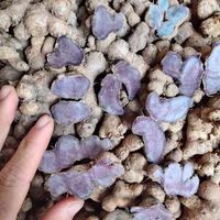 Irisan jahe segar hitam dalam baru panen segar jahe hitam tanaman baru