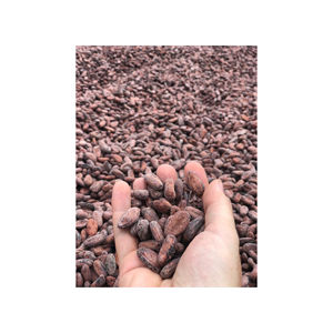 Fèves de cacao sèches biologiques naturelles de qualité pure à vendre à un vendeur de confiance au prix de gros - Product Image 5