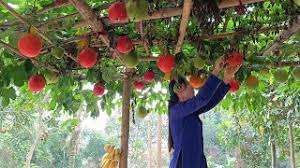 GAC ผงผลไม้100% GAC ผู้ผลิตจากเวียดนาม - Product Image 2