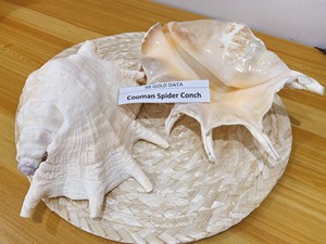 Coquillage de qualité supérieure en vrac pour les fabricants et les grossistes à des prix compétitifs bon produit pour les besoins d'artisanat et de décoration - Product Image 6