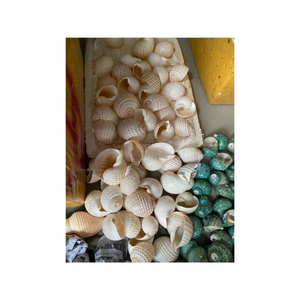 Mitades de concha de ostra Natural para decoración artesanal, plato de velas, maceta, piezas de acento, decoración costera para el hogar, proyectos de bricolaje completos - Product Image 3