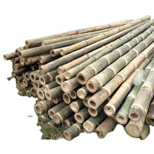 MATÉRIAU DE BAMBOU NATUREL DE HAUTE QUALITÉ POUR LA DÉCORATION ET LA FABRICATION DE MEUBLES TENDANCE CHAUDE 2023 - Product Image 1