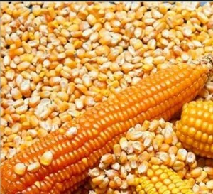 Maíz amarillo OGM de grado estándar de alta calidad al por mayor/Maíz para consumo humano/Maíz amarillo - Product Image 5