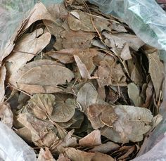 100% Premium and <b>Best</b> Price Soursop Tea <b>Natural</b> Dried Soursop Leaves Wholesale From Caffeine Free Herbal Tea - Product Image 3