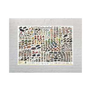 Póster de escarabajo nativo para decoración de pared, tamaño DIN A1 alemán - Product Image 4