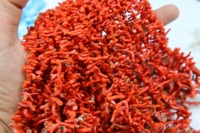 Perles brutes de bâton de corail rouge italien naturel perles de pierres précieuses de corail italien taille 30X4MM à 7X3MM 16'Inch fabrication de bijoux