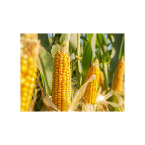 Maïs jaune glutineux de première qualité, origine Brésil, pour l'alimentation animale et avicole, durée de conservation de 2 ans, vente en gros - Product Image 3