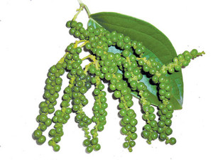 Solución de Pimiento Verde Liofilizado de Marca Privada para Minoristas y Distribuidores - Product Image 3