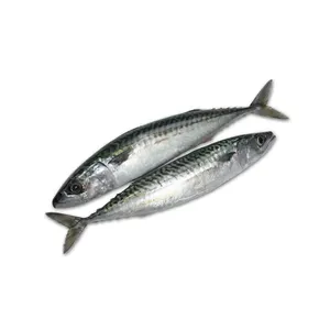 优质海鲜冷冻鲭鱼块鱼/鲭鱼金枪鱼
