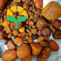 Extracto de cálculos biliares de buey y ganado natural de alta calidad con 3 años de vida útil para otros usos