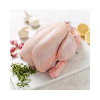 Pollo entero congelado de primera calidad disponible para suministro a granel con carne tierna