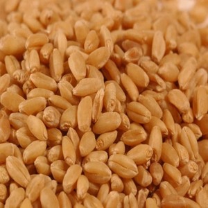 Compre Grano de Trigo Seco GMO, Incluyendo Trigo Duro y Trigo Blando para Molienda, 24 Meses de Vida Útil, Hecho en ZA, En Venta - Product Image 1